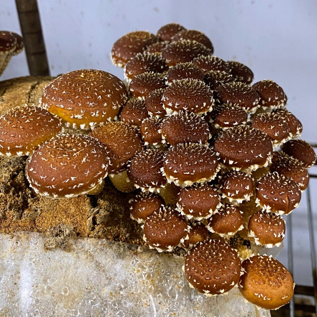 Photo of chestnut mushrooms on a grow block.